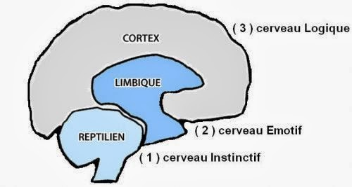 cerveau : reptilien, limbique, cortex