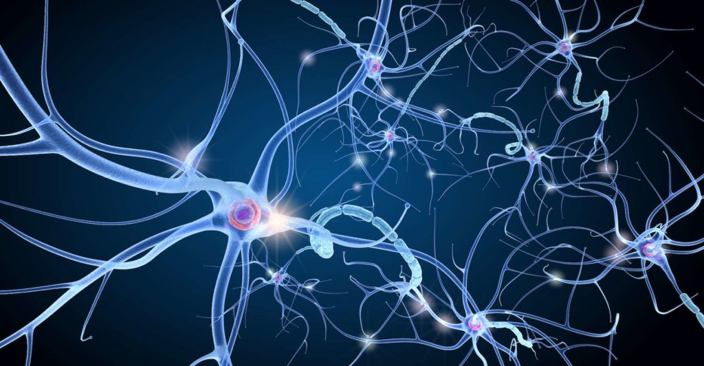 le neurone a la même structure qu'un mandala