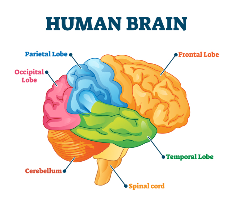 Schéma du cerveau humain. Les fonctions exécutives.