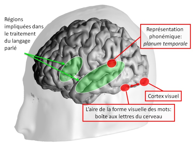 comment le cerveau apprend il à lire