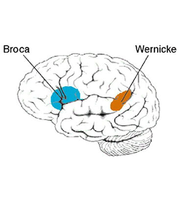 aire du langage parlé dans le cerveau